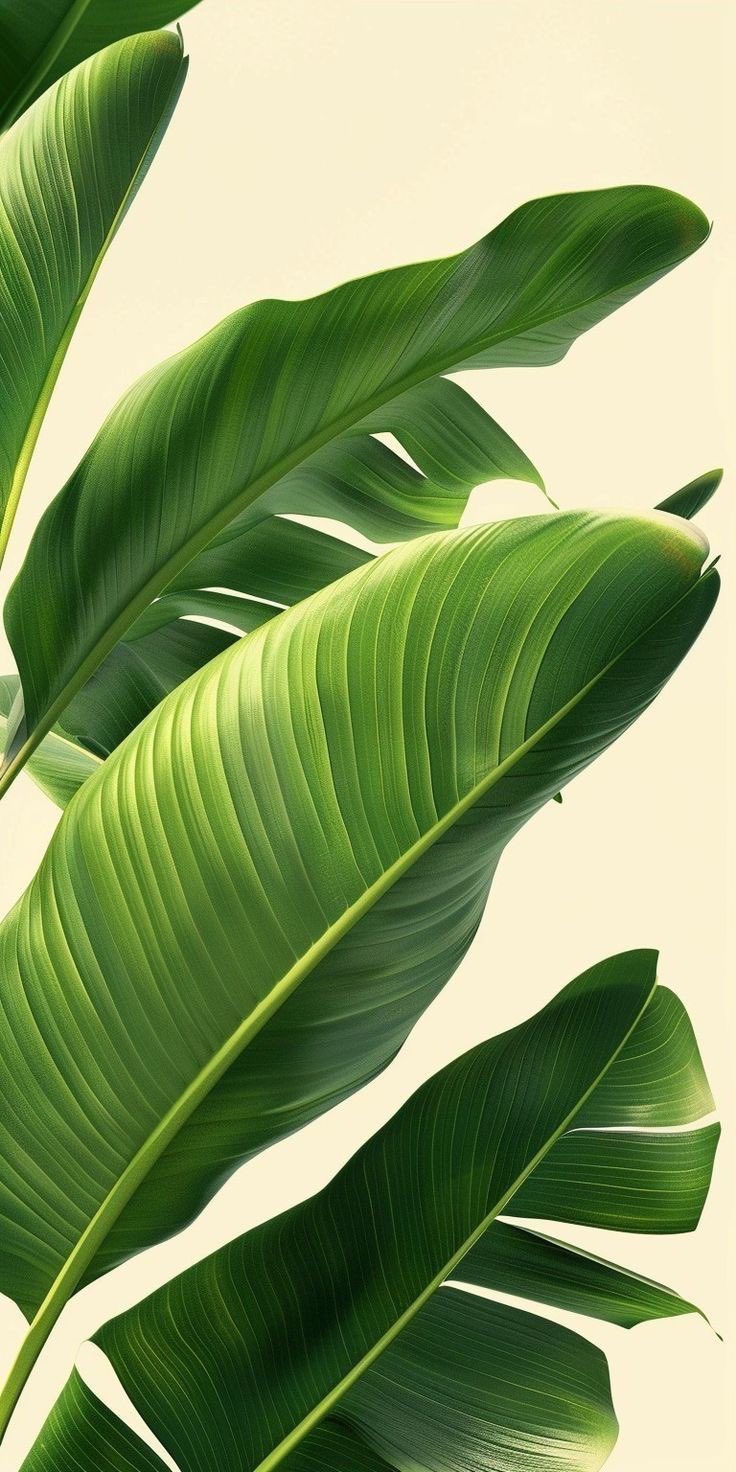 Tropical Green Leaves