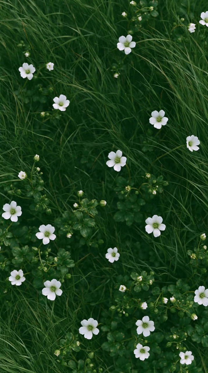 White Meadow Bloom