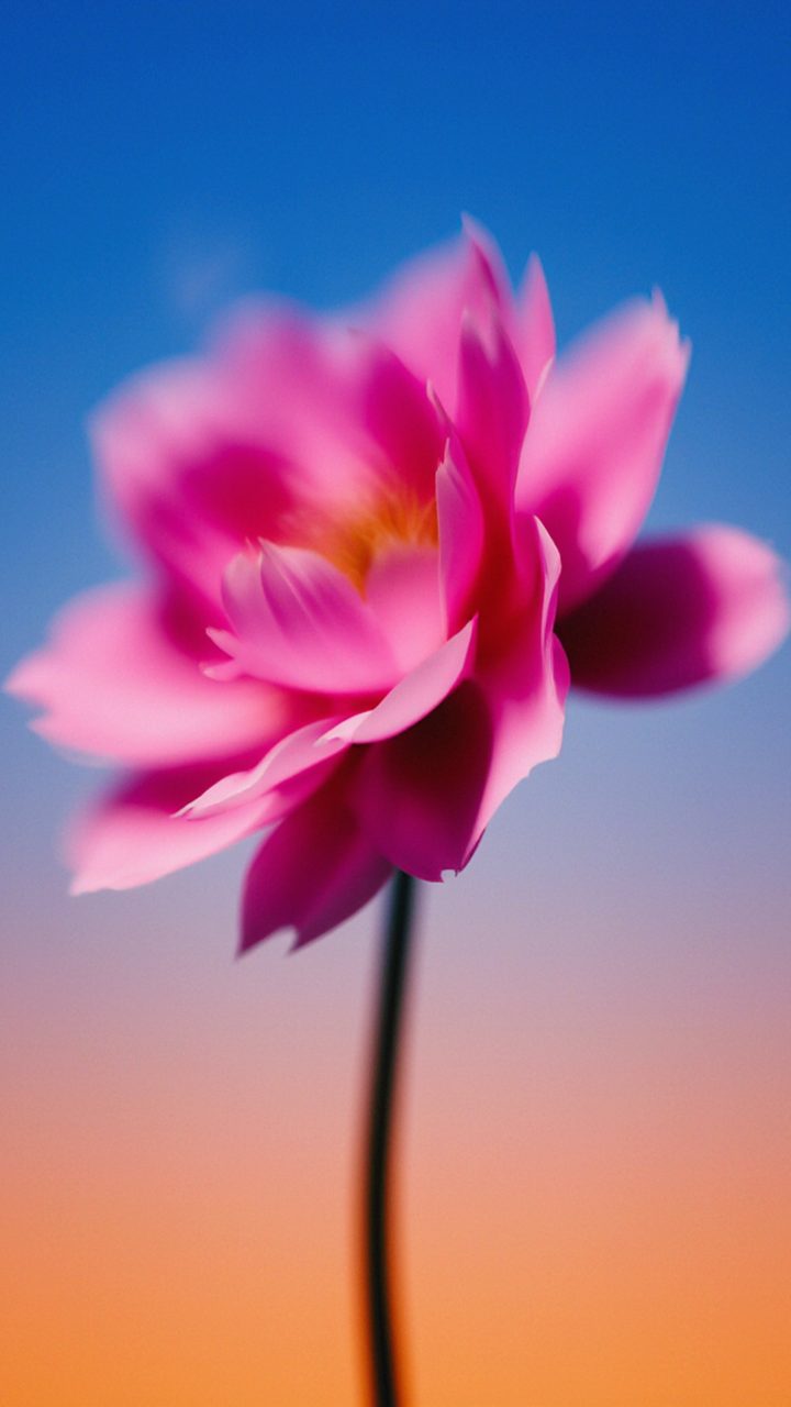 Dreamy Gradient Flower wallpaper for iPhone and Android