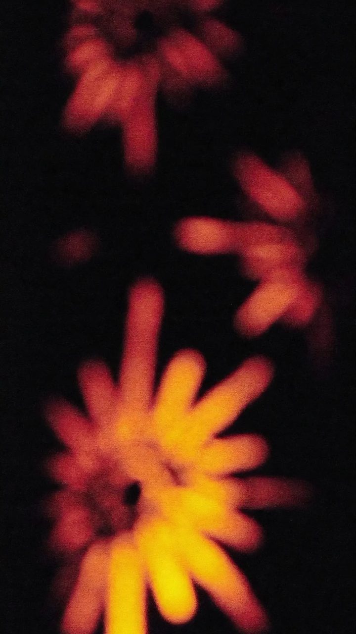 Ember Flower Shadows wallpaper for iPhone and Android