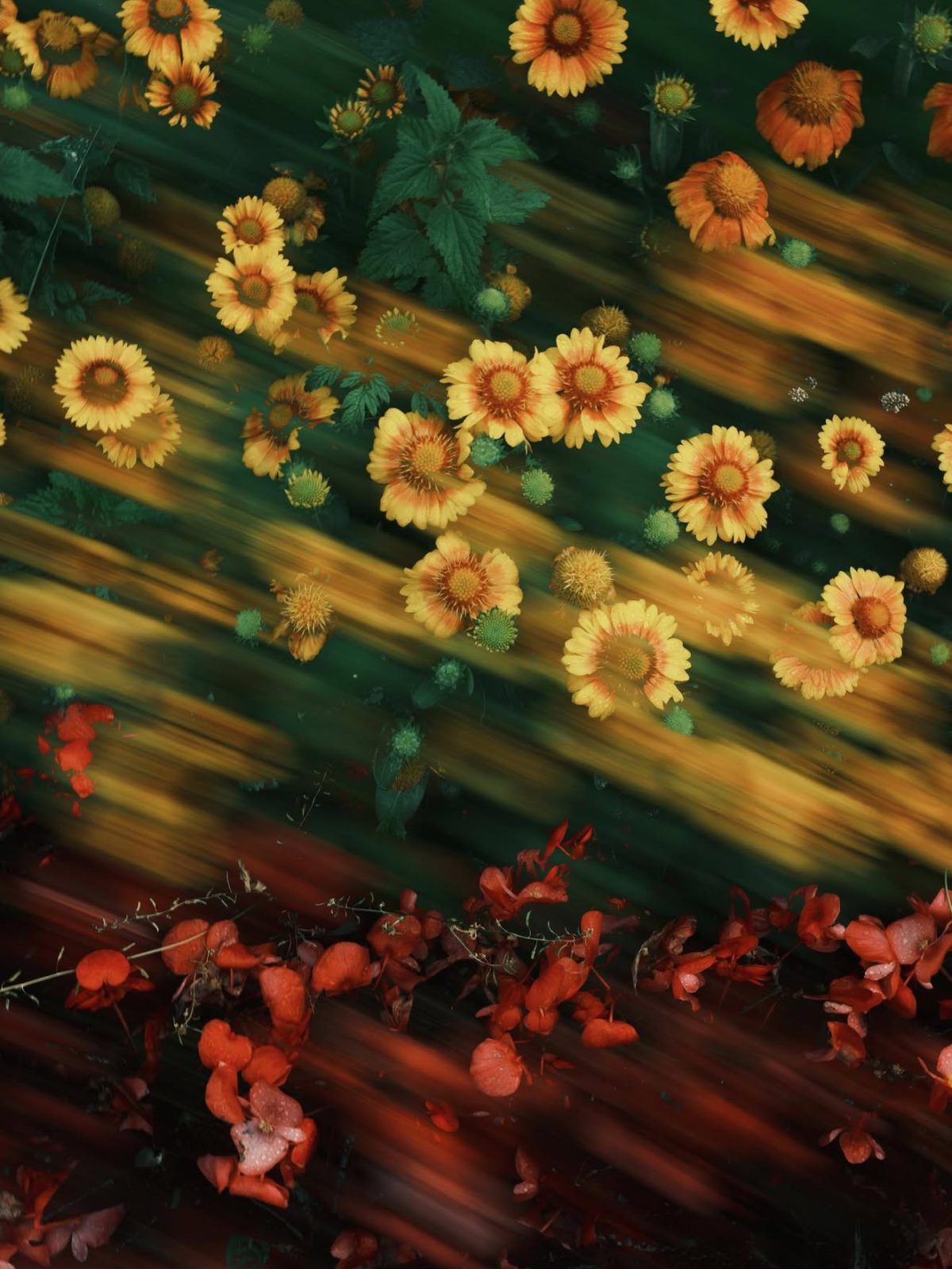 Golden Flower Rush