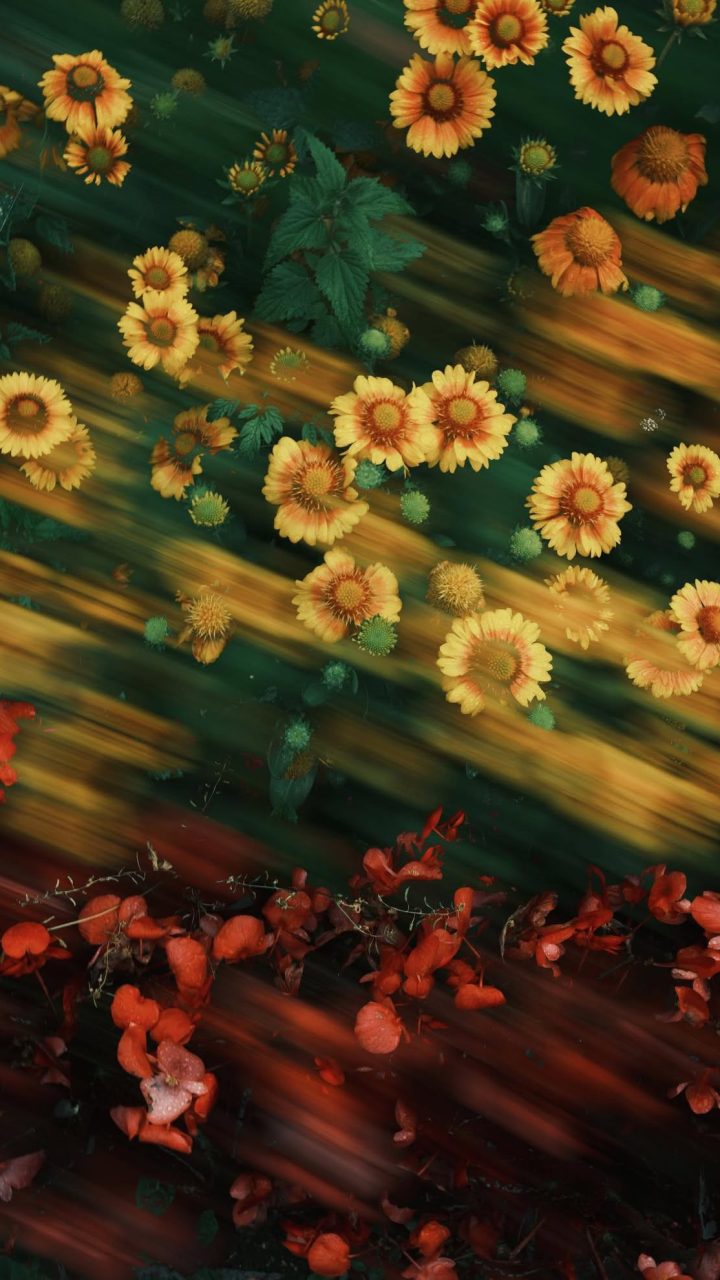 Golden Flower Rush