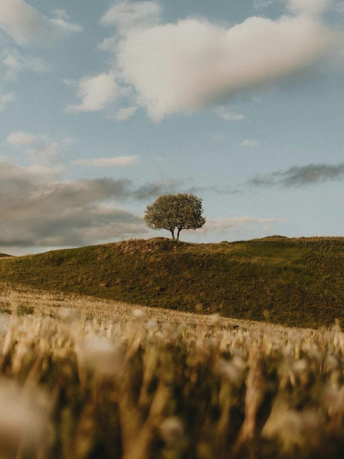 Lone Tree Wheat Field wallpaper for iPhone and Android