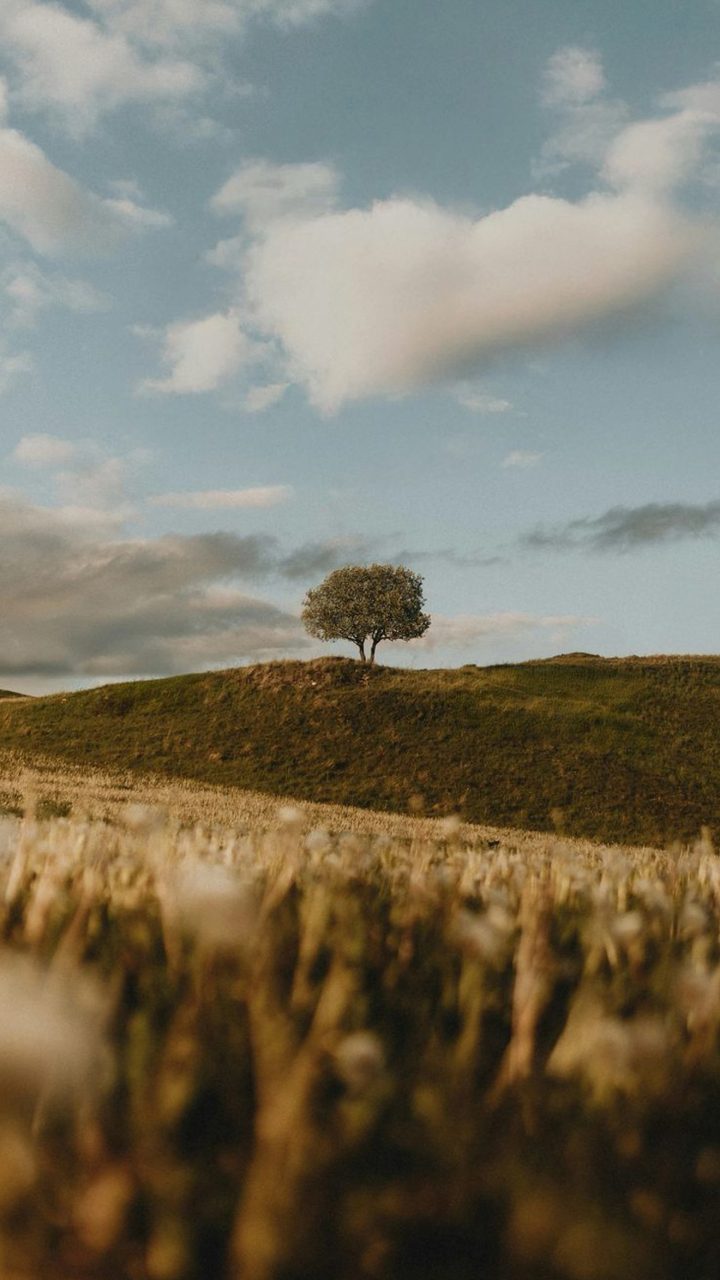 Lone Tree Wheat Field wallpaper for iPhone and Android