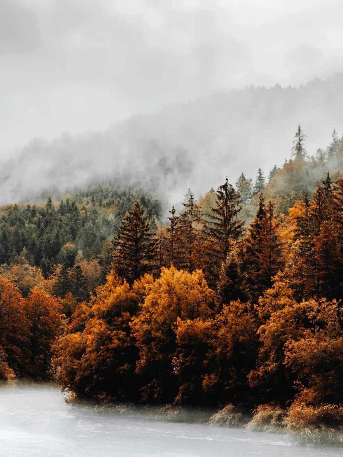 Autumn Mist Forest