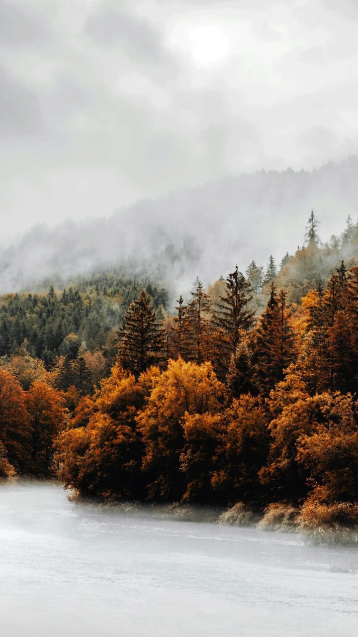 Autumn Mist Forest