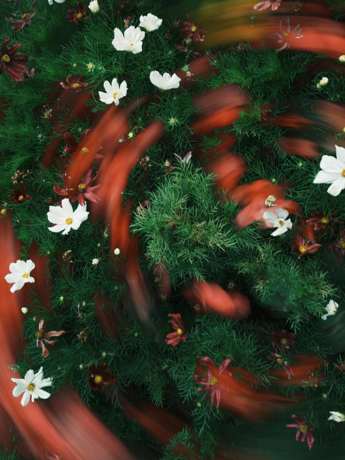 Crimson Flower Trails