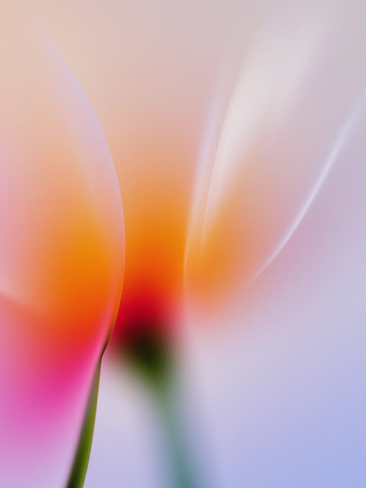 Pastel Tulip Macro