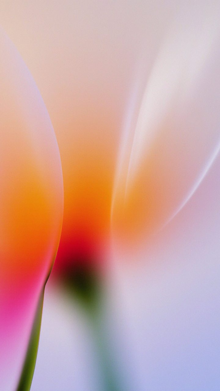 Pastel Tulip Macro