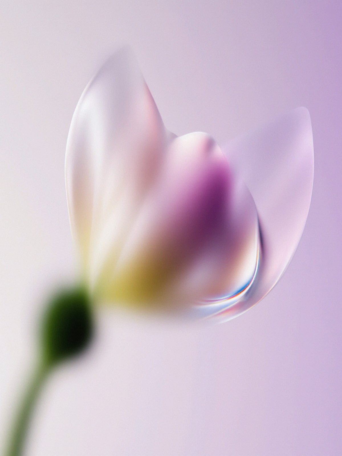 Soft Glass Tulip